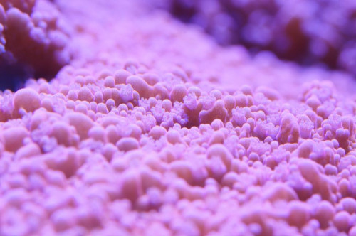 Rød Montipora