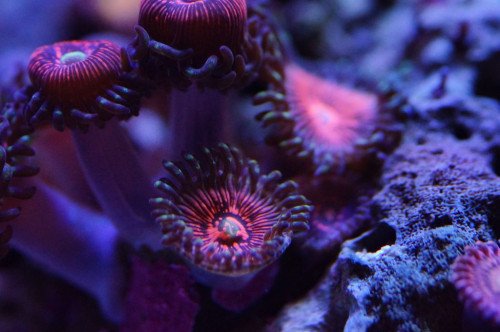 Zoa 2