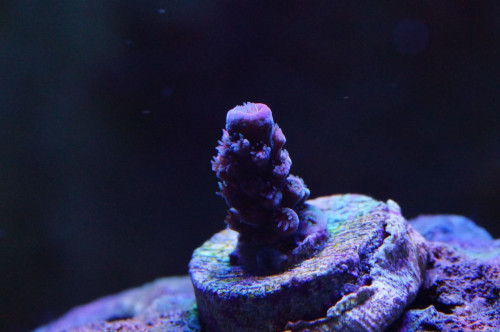 Homewrecker Acropora