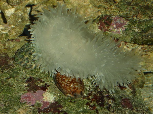 2 snegle under annemone