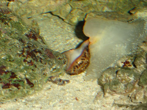 Snegl suger på annemone