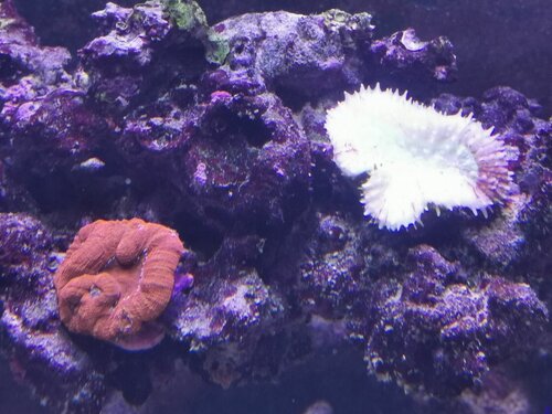 Acranstrea stor polyp.jpg