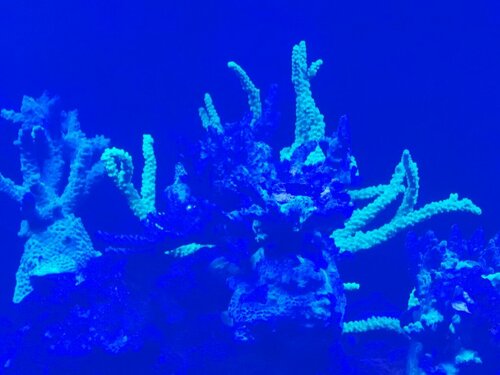 staghorn, Bali slimer.jpg