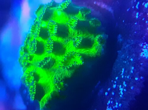 Cyphastrea 'Neon Green'