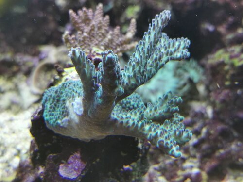 Fine farver aussie SPS.jpg