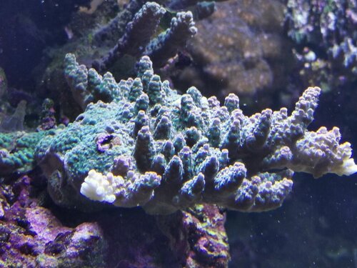 Millepora på vej tilbage.jpg