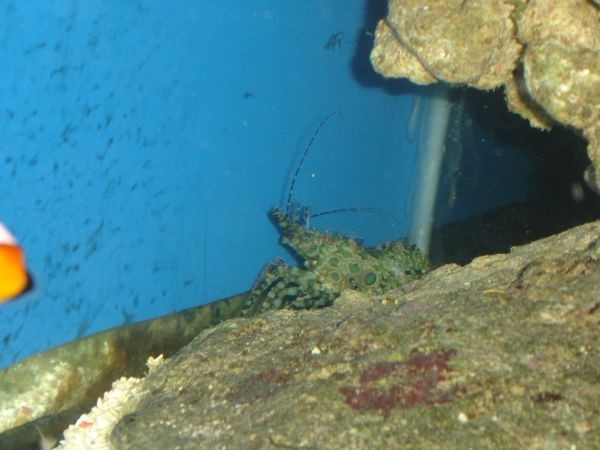 Grøn reje (muligvis Saron Marmoratus)