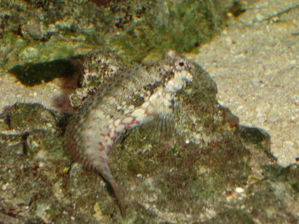 Hugo (Salarias Fasciatus)