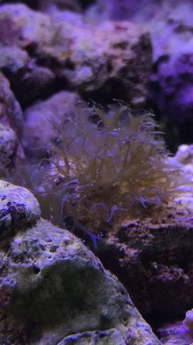 ADA 60p og alge/tang typer