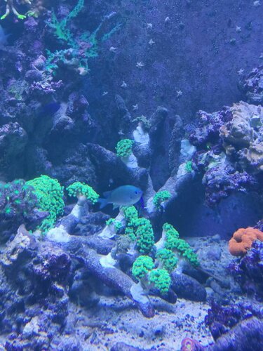 Ephyllia garden.jpg