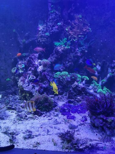 Rescape 2.jpg