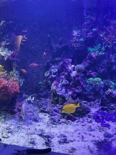 Rescape 1.jpg