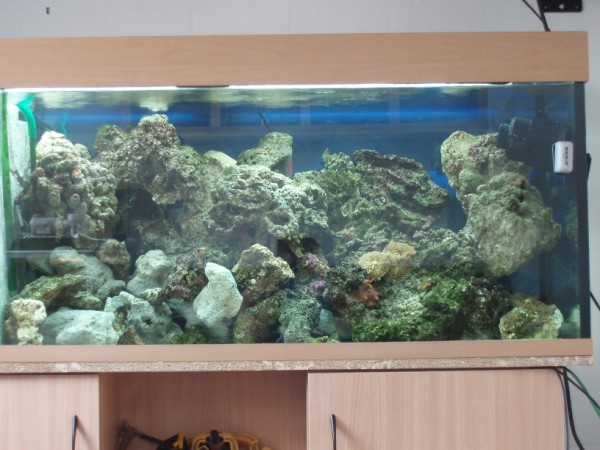 P4250272 (600 x 450).jpg