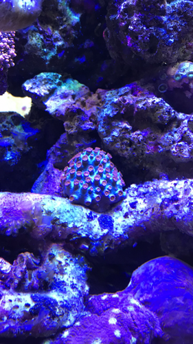 ADA 60p og alge/tang typer