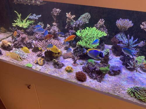 Siganus Corallinus, Pseudanthias squamipinnis, Zebrasoma Flavescens, Chromis viridis og Acanthurus leucosternon