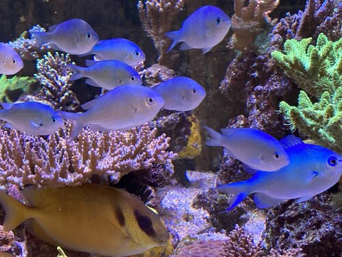 Chromis viridis og Acanthurus leucosternon