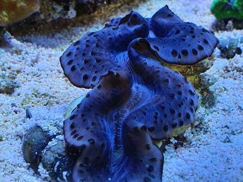 Tridacna maxima