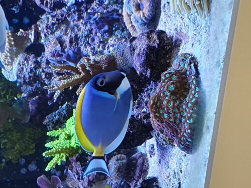 Acanthurus leucosternon