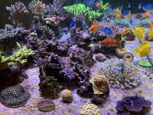 Acanthurus leucosternon, Pseudanthias squamipinnis, Chromis viridis, Zebrasoma Flavescens og Pterapogon kauderni