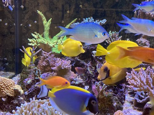 Pterapogon kauderni, Zebrasoma Flavescens, Acanthurus leucosternon, Pseudanthias squamipinnis, Chromis viridis, Pseudocheilinus hexataenia og Acanthurus Pyroferus