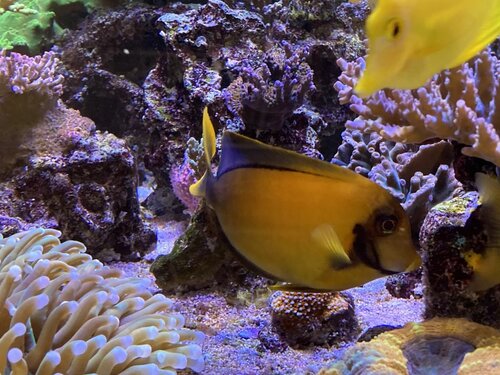 Acanthurus Pyroferus og Zebrasoma Flavescens