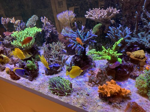 Chromis viridis, Acanthurus leucosternon, Siganus Corallinus, Zebrasoma Flavescens, Pseudanthias squamipinnis, Pseudocheilinus hexataenia og Amphiprion clarkii