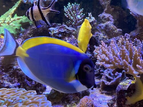 Acanthurus leucosternon, Pterapogon kauderni og Zebrasoma Flavescens