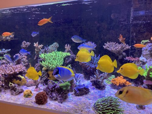 Pseudanthias squamipinnis, Chromis viridis, Zebrasoma Flavescens, Acanthurus Pyroferus, Acanthurus leucosternon, Siganus Corallinus og Pterapogon kauderni