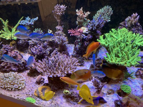 Chromis viridis, Zebrasoma Flavescens, Pseudanthias squamipinnis, Acanthurus olivaceus, Acanthurus leucosternon og  Siganus Corallinus