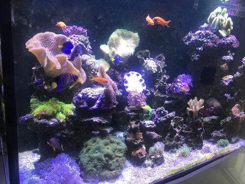 5E380069-C777-4E9E-8D79-2CD62B583348.jpeg (155.34 KiB) Vist 2395 gange Værsgo