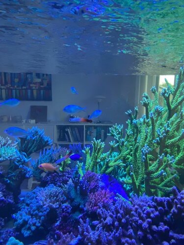 Chromis viridis, Pseudanthias squamipinnis, Nemateleotris magnifica og Chrysiptera parasema