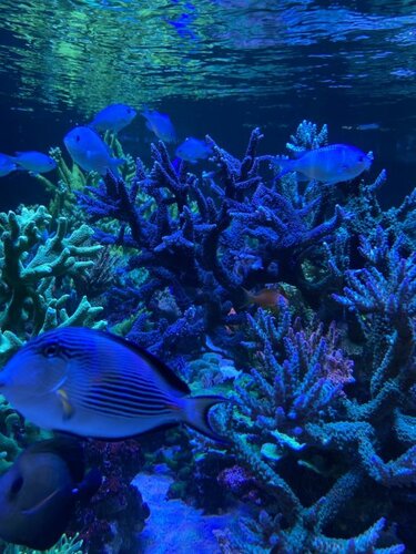 Chromis viridis, Acanthurus sohal, Zebrasoma scopas og Pseudanthias squamipinnis
