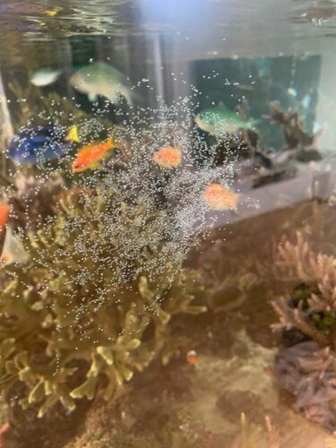 Chromis viridis æg på rude