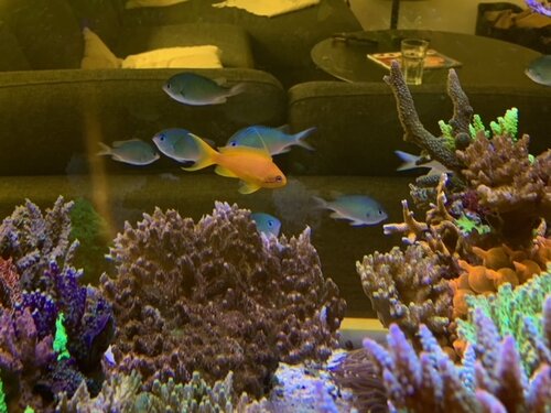 Chromis viridis og Pseudanthias squamipinnis