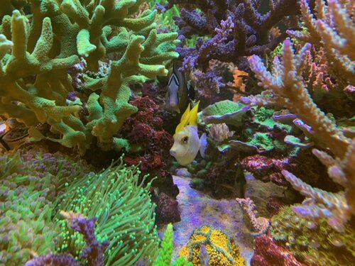 Zebrasoma desjardinii, Naso unicornis og Zebrasoma flavescens