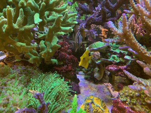 Zebrasoma desjardinii, Zebrasoma flavescens og Naso unicornis