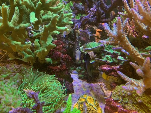 Zebrasoma desjardinii og Zebrasoma scopas