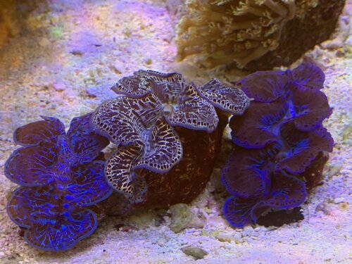 Tridacna muslinger