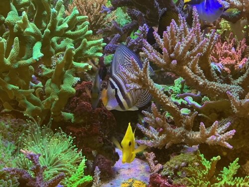 Zebrasoma scopas, Zebrasoma desjardinii, Zebrasoma flavescens og Paracanthurus hepatus