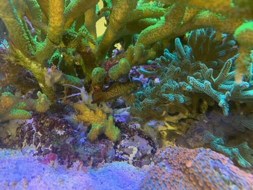 Synchiropus splendidus