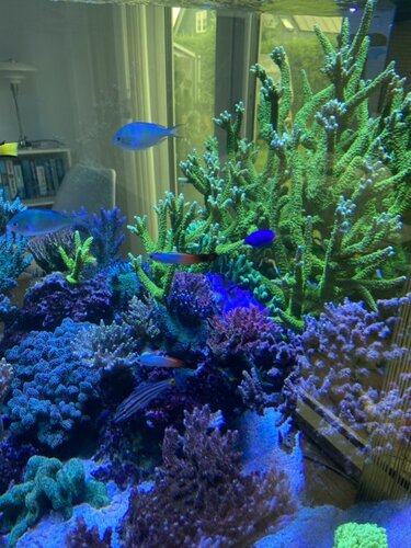Chromis viridis, Cheilodipterus quinquelineatus, Nemateleotris magnifica og Chrysiptera parasema
