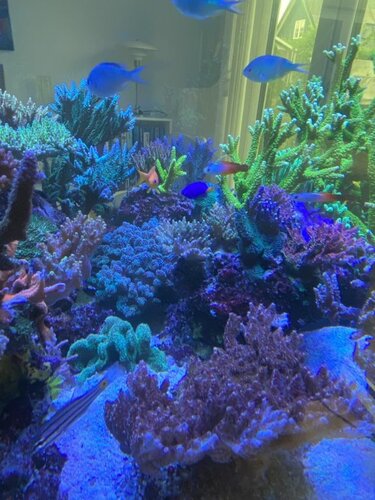 Cheilodipterus quinquelineatus, Chromis viridis, Pseudanthias squamipinnis, Chrysiptera parasema og Nemateleotris magnifica