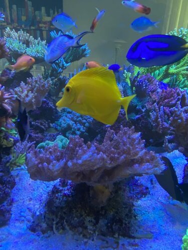 Pseudanthias squamipinnis, Acanthurus sohal, Chromis viridis, Zebrasoma flavescens, Nemateleotris magnifica, Chrysiptera parasema og Paracanthurus hepatus