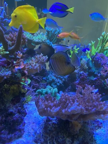 Zebrasoma flavescens, Zebrasoma scopas, Chromis viridis, Zebrasoma desjardinii, Paracanthurus hepatus, Acanthurus sohal, Pseudanthias squamipinnis, Synchiropus splendidus, Cheilodipterus quinquelineatus og Chrysiptera parasema