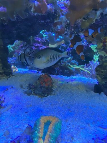 Pterapogon kauderni, Acanthurus sohal og Amphiprion ocellaris