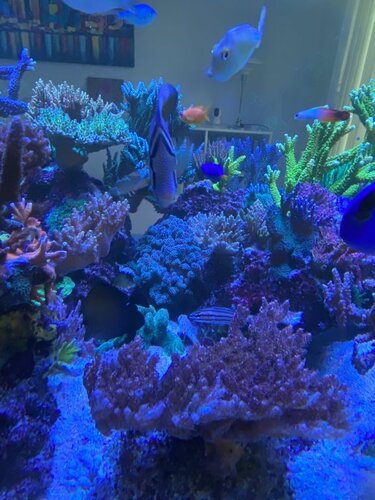 Chromis viridis, Zebrasoma desjardinii, Synchiropus splendidus, Pseudanthias squamipinnis, Cheilodipterus quinquelineatus, Chrysiptera parasema, Naso unicornis, Nemateleotris magnifica og Paracanthurus hepatus
