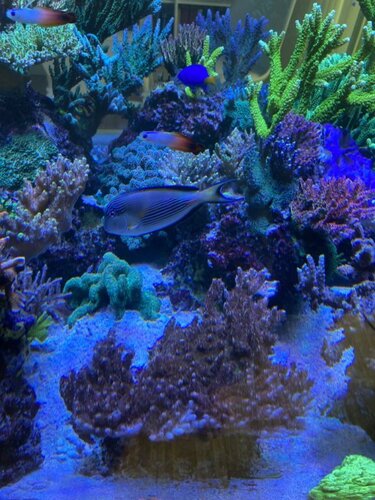 Nemateleotris magnifica, Acanthurus sohal og Chrysiptera parasema