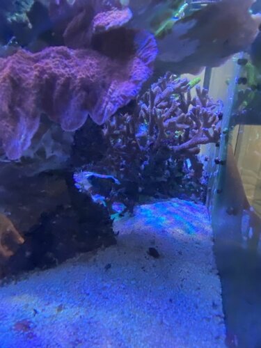 Synchiropus splendidus og en masse snegle