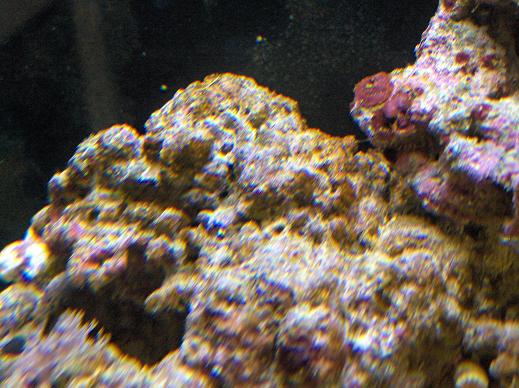 På de levende sten, specielt den side der har fået dagslys en del timer før lyset i akvariet tænder.