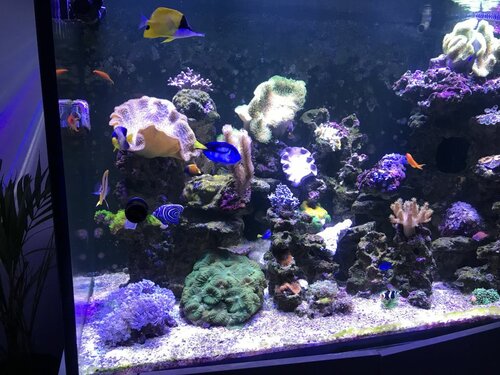 3AAEA622-5E20-42EC-8FE2-8EB47EED7745.jpeg (168.84 KiB) Vist 2393 gange Det sætter sig stille og roligt